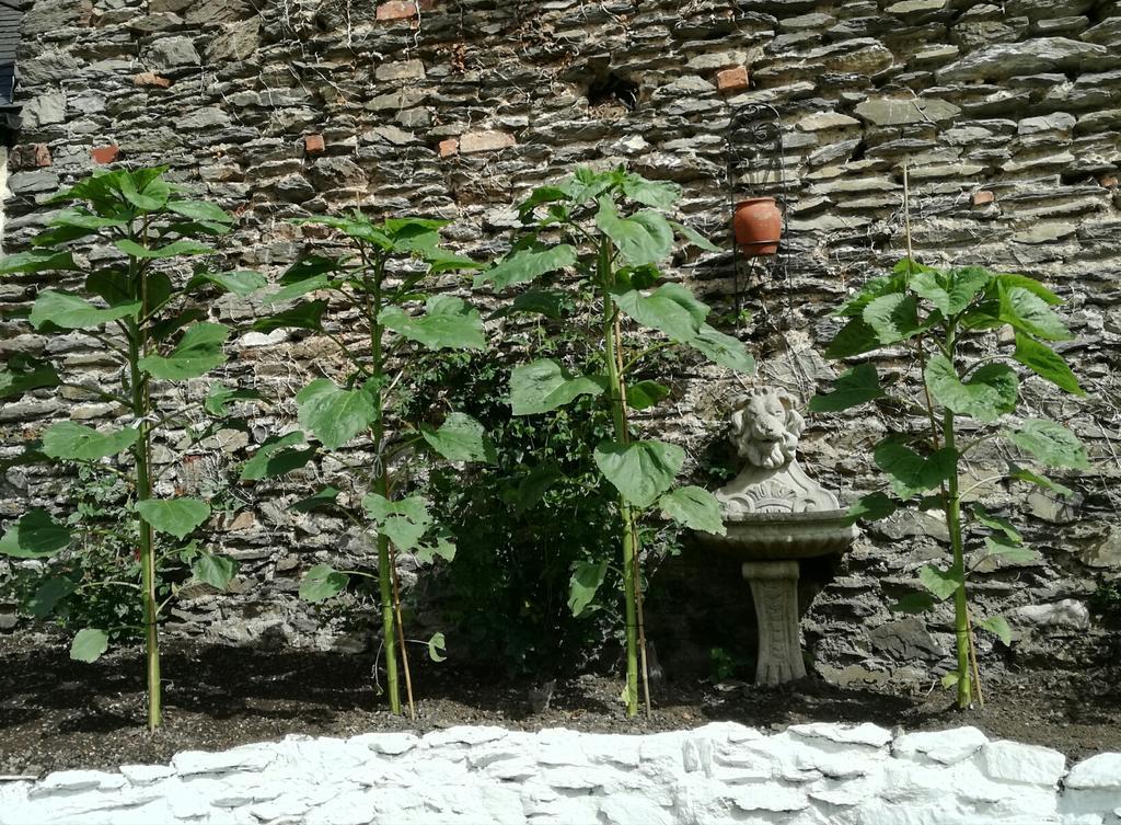 St Vincent Guest House Lynton Bagian luar foto